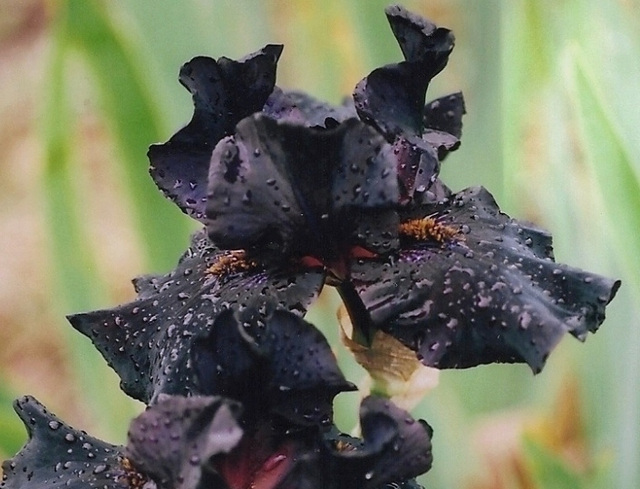 Iris Old Black Magic