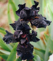 Iris Old Black Magic