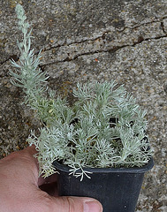 Artemisia lanata DSC 0121