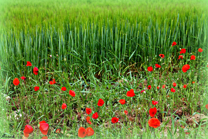 COQUELICOTS EN HERBE***