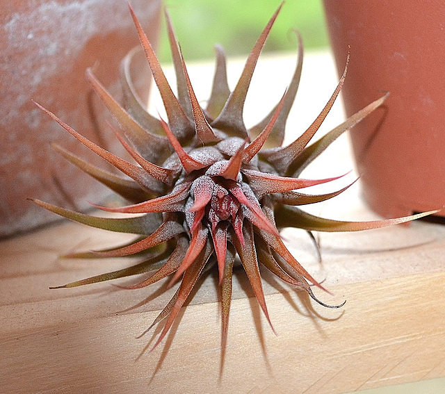 Tillandsia ionantha DSC 0124