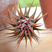 Tillandsia ionantha DSC 0124