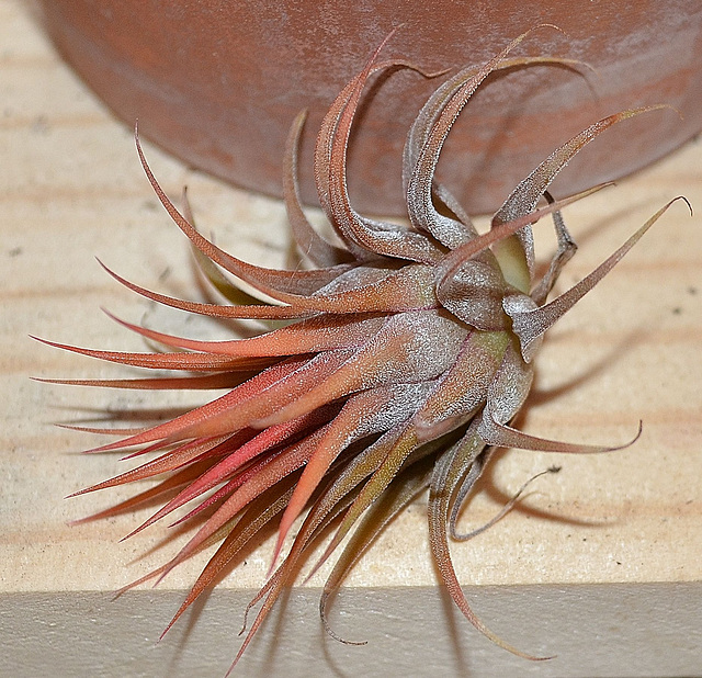 Tillandsia ionantha  DSC 0125