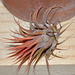 Tillandsia ionantha  DSC 0125