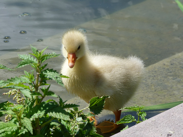 SONNE - WASSER UND WAS GRÜNES ...