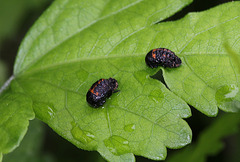 Nymphes de coccinelles asiatiques