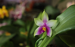 Phalaenopsis violacea