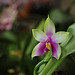 Phalaenopsis violacea