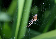 Uloborus Sp  (2)