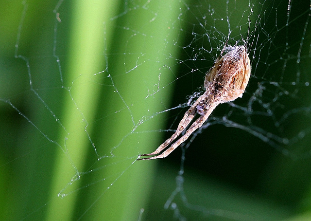 Uloborus Sp  (3)