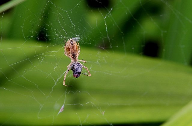 Uloborus Sp  (4)