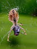 Uloborus Sp  (5)