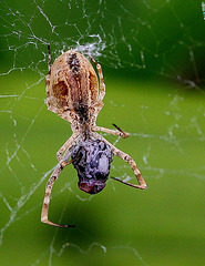 Uloborus Sp  (5)