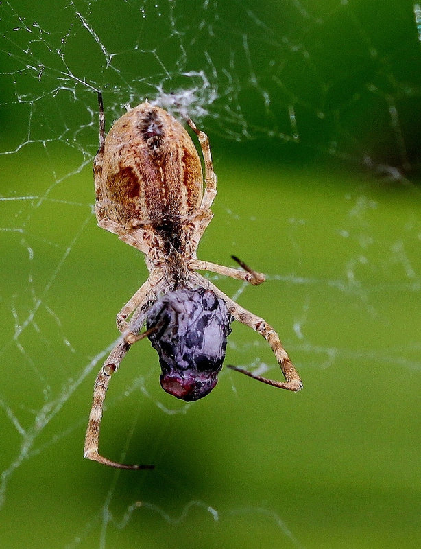 Uloborus Sp  (5)