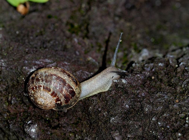 Escargot- Petit-gris