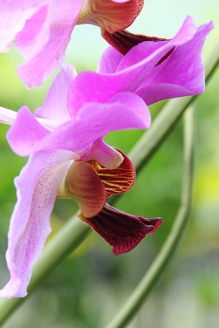 Orchidée 1