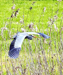 Graureiher  (Blaureiher?