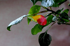 Impatiens niamniamensis