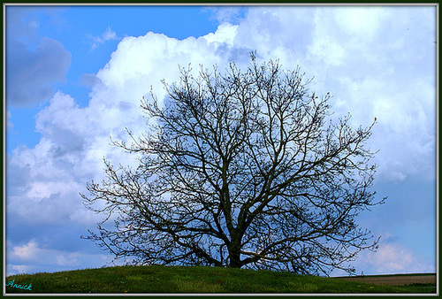 MON ARBRE DE VIE ***