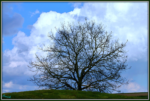 MON ARBRE DE VIE ***