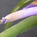 Tillandsia caput-medusae DSC 0059