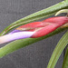 Tillandsia caput-medusae DSC 0060