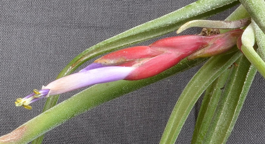 Tillandsia caput-medusae DSC 0060