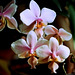 Phalaenopsis Philadelphia