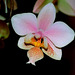 Phalaenopsis wiganae