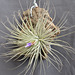 Tillandsia magnusiana DSC 0062