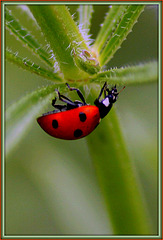 Coccinelle acrobate