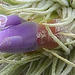 Tillandsia magnusiana DSC 0064