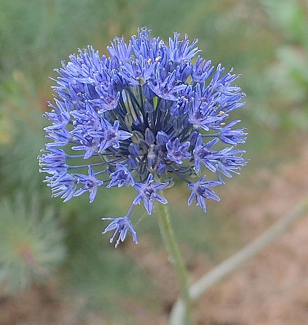 Allium caeruleum DSC 0071