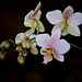 Phalaenopsis wiganae