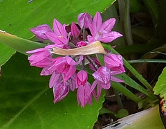 Allium oreophilum DSC 0083