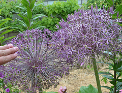 Allium christophii DSC 0085