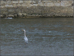 Attente sur l'Aude