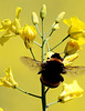Hummel