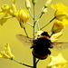 Hummel
