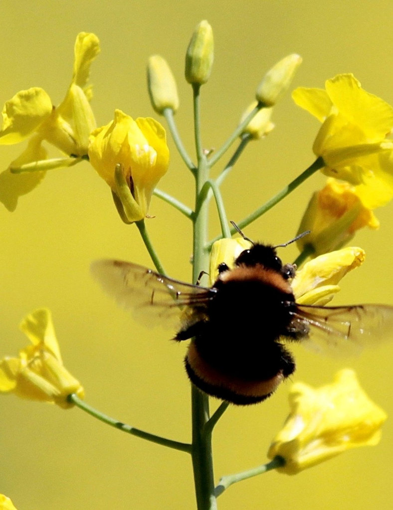 Hummel