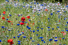 Frühlingsblumenwiese