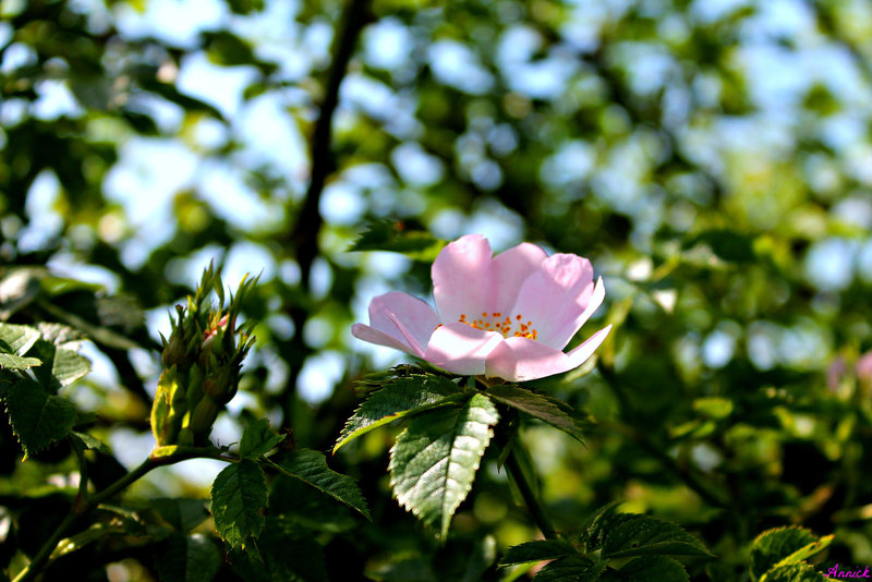 ROSE DU PRINTEMPS***