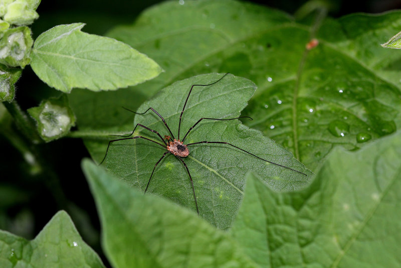 Opilion : Leiobunum rotundum