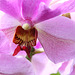 Une des premières orchidée importée en Polynésie