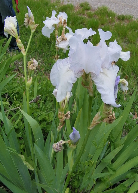 Iris blanches