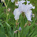 Iris blanches