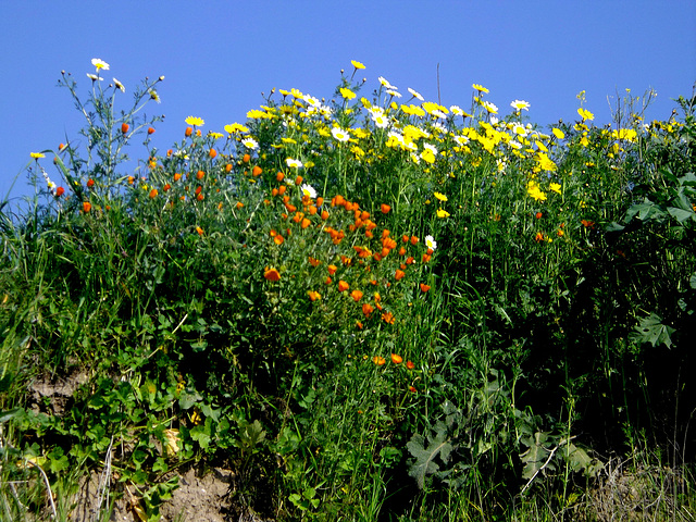 Fleurs sauvages..!