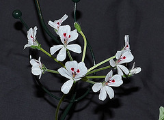 Pelargonium echinatum DSC 0121
