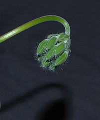 Pelargonium echinatum DSC 0124