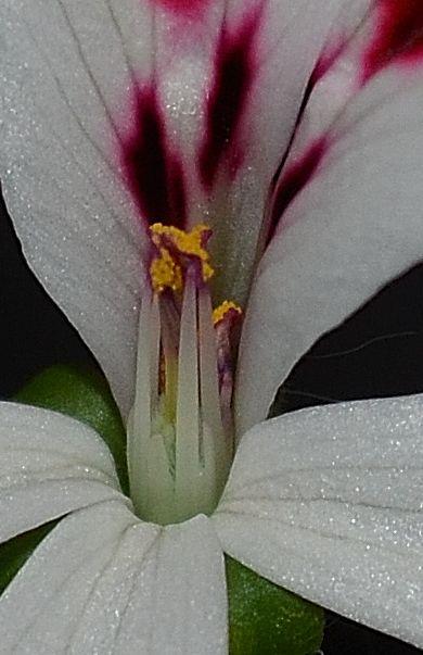 Pelargonium echinatum DSC 0126